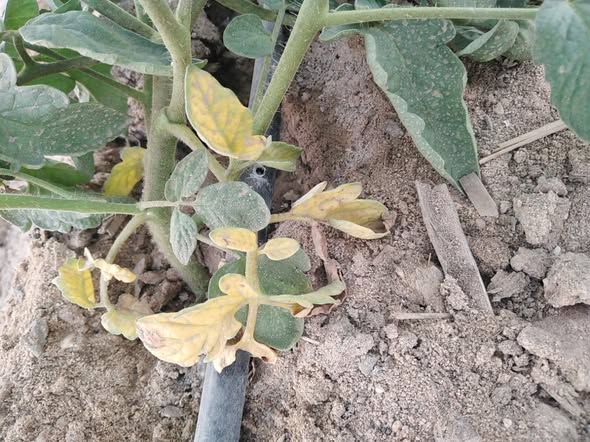 السلام عليكم 
عندي طماطم عمر 50يوم 
اول   ورقتين تلاته  بتاعها صفر مره واحده حد يقولنا اي ده